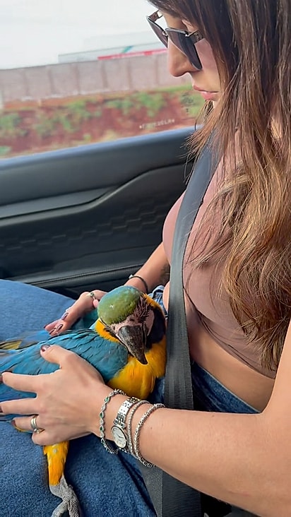 Ainda atordoada, a arara permaneceu quietinha no colo de Gabriella.