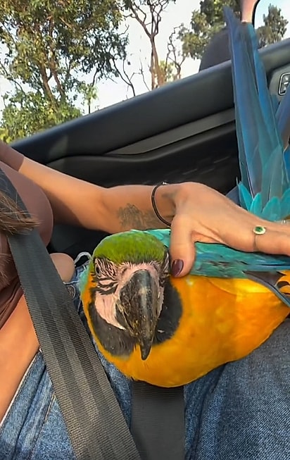 Apesar do final feliz, resgates de animais silvestres exigem cuidado e, sempre que possível, orientação especializada.