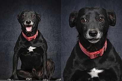 Cão idoso se arruma para ser adotado, mas família não aparece - até seu dia finalmente chegar.