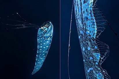 Peixes do apocalipse? Durante mergulho raso, guia turística dá de cara com peixe vindo das profundezas do oceano