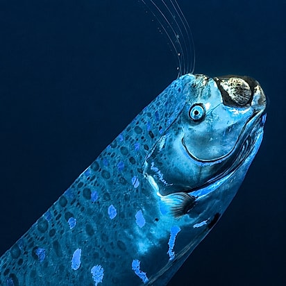 Peixe veio das profundezas do oceano.