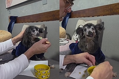 Tutora mostra rotina de cuidados de um cachorro que viveu na era dos dinossauros
