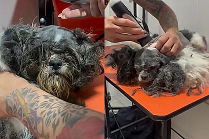 Resgatada grávida das ruas, mamãe shih-tzu revela o rostinho lindo que estava escondido sob quilos de pelos