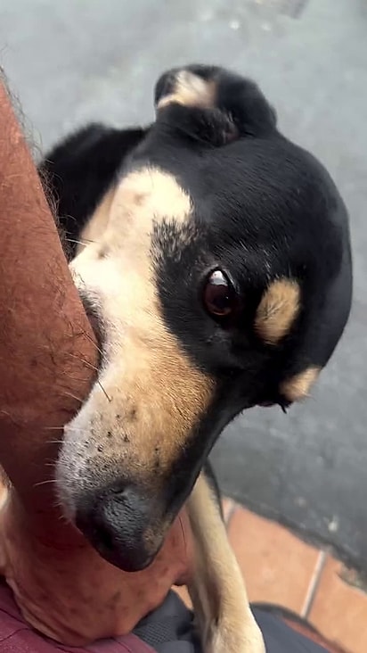 A cachorrinha sabe o que precisa fazer para ganhar a comida.