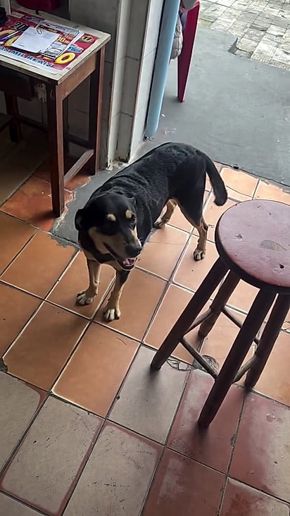Ela entra decidida e espera até conseguir o que quer.