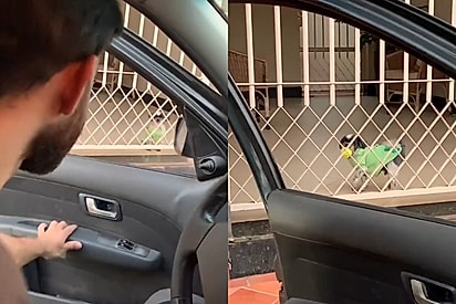 “Obrigado Moço”: Adestrador vê cão desanimado no portão e, ao entender o motivo, dá a volta para ajudá-lo