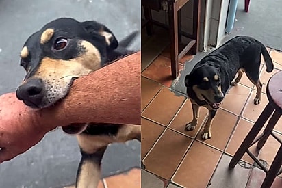 Vira-lata aborda cliente em bar, ganha linguiça frita no balcão e foge sem olhar para trás
