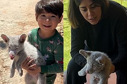 Menino encontra “filhote” sozinho na estrada, insiste em levá-lo para casa e descoberta surpreende a família.