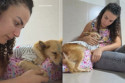 Protetora tenta explicar para cachorrinha que agora sua família está em segurança