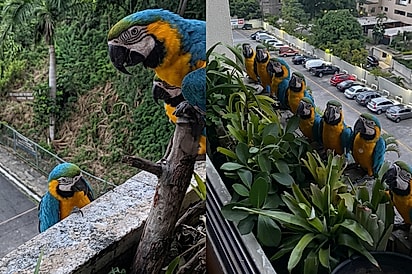 Homem transforma janela em refúgio para araras e precisa ampliar espaço após visitas aumentarem.