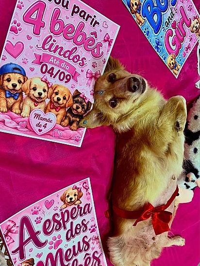 O ensaio de gestante de Nina.