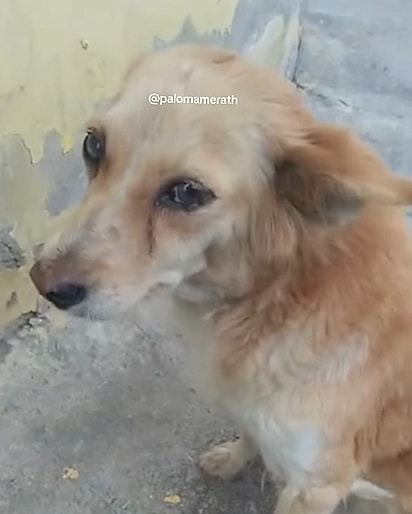 Paloma se sensibilizou com o olhar de Nina.