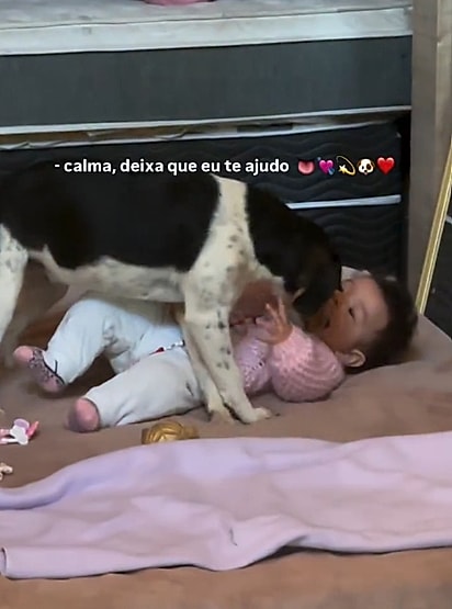 A cachorrinha cheirando a sua nova amiga.