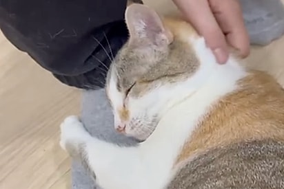 Gata Filó que viu sua vida passar dentro de um abrigo ainda tem esperanças de um dia ter sua família dos sonhos.