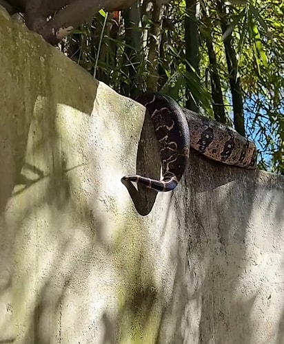 A cobra descansando tranquilamente no muro da casa de Gleiciane.