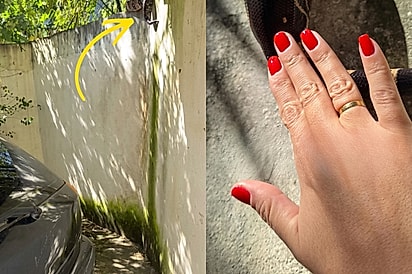 Mulher mostra animal gigante que vem lhe visitar todos os dias e surpreende ao revelar quem é.