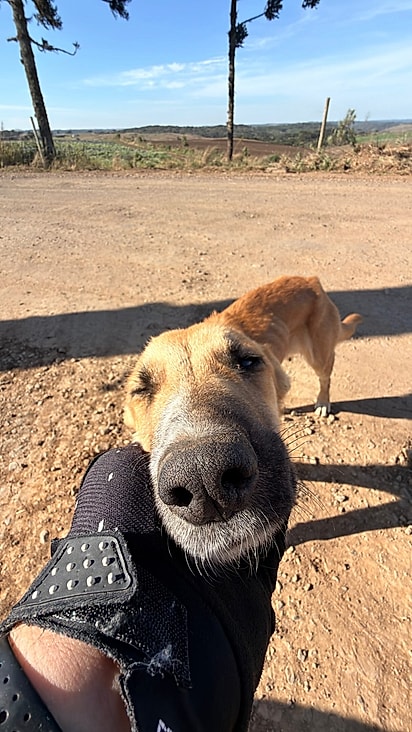 Luiz encontrou a cachorrinha abandonada à beira da estrada.