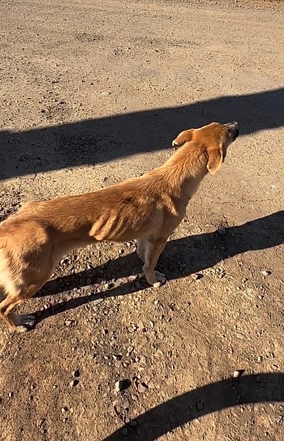 Luiz encontrou a cachorrinha abandonada e muito magra à beira da estrada.