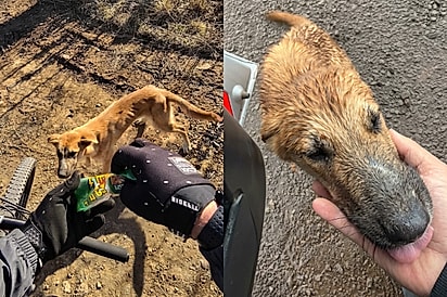 Meu herói anda de bicicleta: cachorra abandonada uiva de emoção ao ser notada por ciclista e ele promete voltar