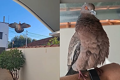“Cadê a minha Nininha, cadê o meu amor”: Pomba que foi salva quando filhote continua voltando para casa da família que a ajudou