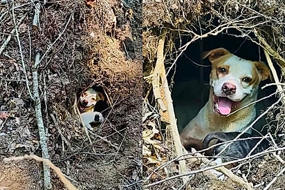 Cachorrinha sorridente coloca a cabeça para fora da toca - e revela que estava escondendo seu maior tesouro