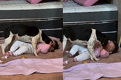 Família tira os olhos por um minuto de bebê e encontra cachorra desconhecida em cima dela: Ela ama animais