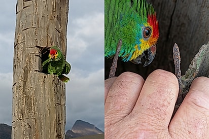 Papagaio passa dias escondido em tronco e agricultor descobre que ele protegia um tesouro precioso.