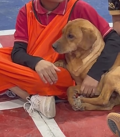 Um cão pode ser uma presença acolhedora para uma criança. 