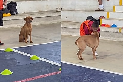 “Esse menino vai se tornar um grande homem”: Fotógrafa registra como garoto trata cão que foi assistir ao seu treino 