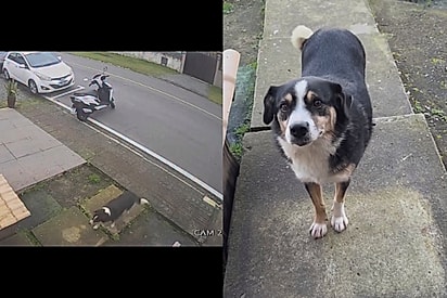 “Pode vir, titia vai dar papa pra você”: Cachorrinha de rua visita casa todos os dias para ganhar comida