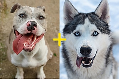 Cão que mistura força de pitbull e olhar de husky impressiona milhões de internautas.
