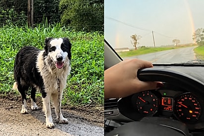 Cão abandonado corria atrás de cada carro achando que família voltaria, até fotógrafa parar por ele.