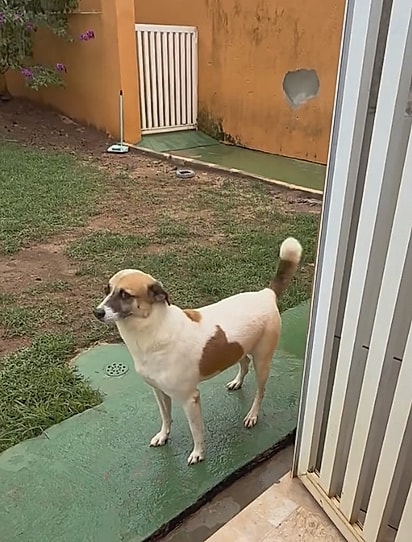 Arthur Golias olhando para a baia desconfiado.