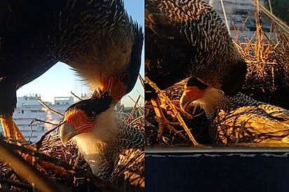 Moradora flagra casal de carcarás no maior chamego ao pôr do sol e cena encanta.