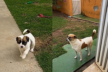 Adotado filhote, cão Arthur é devolvido por ser insuportável, mas abrigo desmente acusação: Vive sorrindo