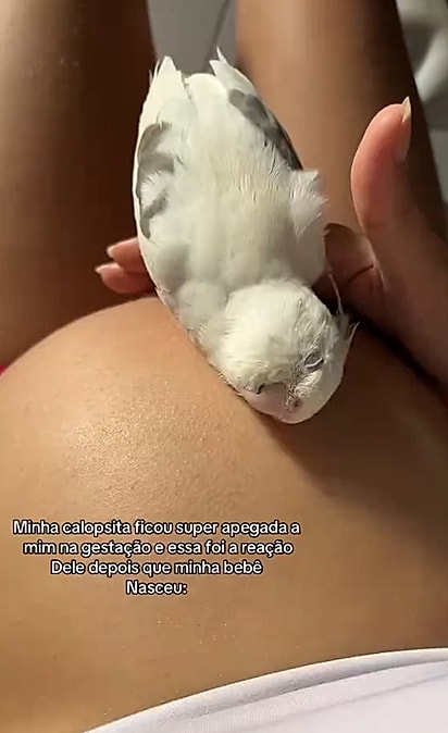 A calopsita “chocando” o barrigão da tutora.