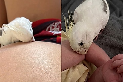 Calopsita “choca” barrigão por 9 meses e, quando bebê nasce, decide que também é mãe.