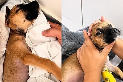 Cão é resgatado após ser jogado ferido no mato e emociona a internet com sua recuperação.