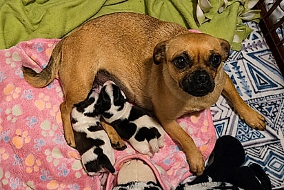 Pug caramelo dá à luz a filhotes “vaquinhas” e deixa todos confusos com a pelagem diferente da mãe.
