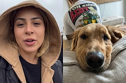 Mulher acusa golden retriever dócil de mordê-la em shopping, e tutora desabafa: “Ele nem chegou perto”.
