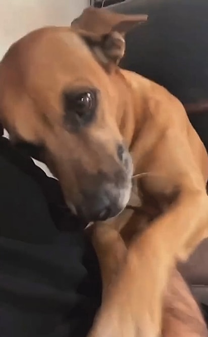 Pithuca era uma cachorrinha muito amada. 