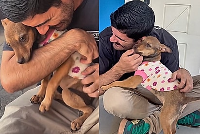 Em 5 anos juntos, não vi ele tão mal: Marido que sofria pela perda de cachorrinha que tanto amava é curado após decisão de esposa