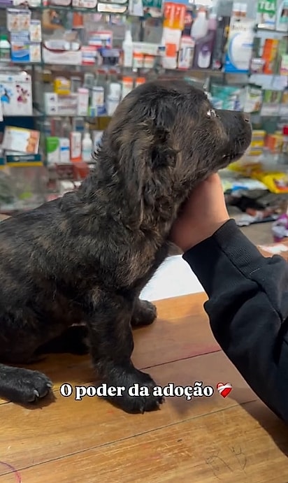 O filhote passou por uma avaliação veterinária antes de começar a nova vida.