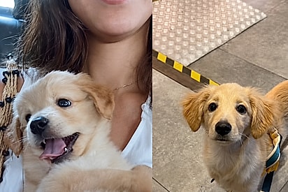 Golden da Shopee: mulher adota cachorra achando que é um golden, mas se surpreende quando ela cresce.