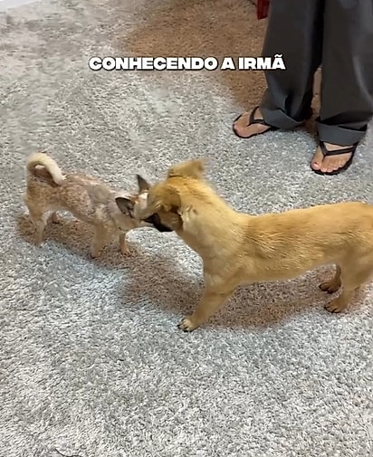 Cleeper conhecendo a irmã canina.