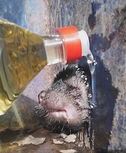 Berk usou óleo de cozinha para conseguir soltar o animal.
