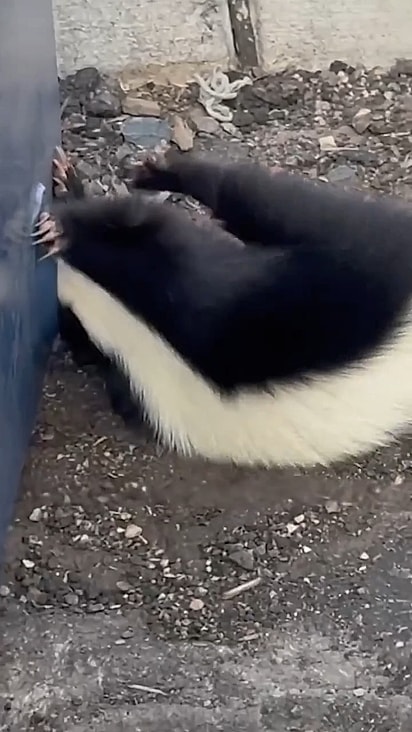O gambá estava com a cabeça presa na lixeira.
