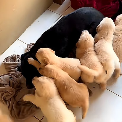 As costas do pai viraram parquinho. A ninhada de filhotes de golden retriever sobe no vira-lata preto dentro de casa.