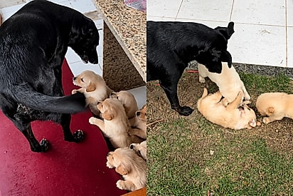 Pai é quem cria, e ele leva a sério. O cão vira-lata preto entre os filhotes de golden recém-nascidos e, ao lado, brincando com eles já crescidos no quintal.