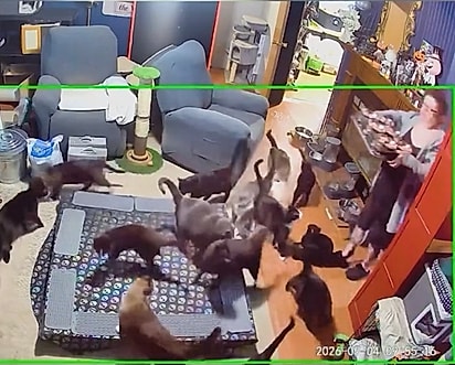 Faye passou a chamar aquilo de um tornado de gatos.